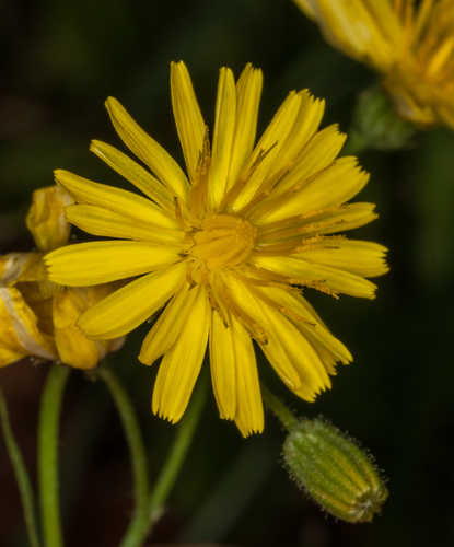 Crepis capillaris #1